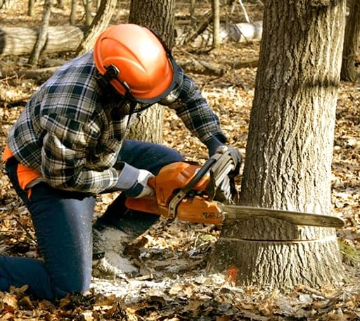 Tree Removal in Peabody, KS